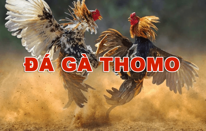 Đá gà thomo nhà cái Fun88 - Trải nghiệm hấp dẫn trong thế giới cá cược