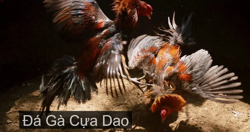 truc tiep da ga cua dao 6821b9ecea992